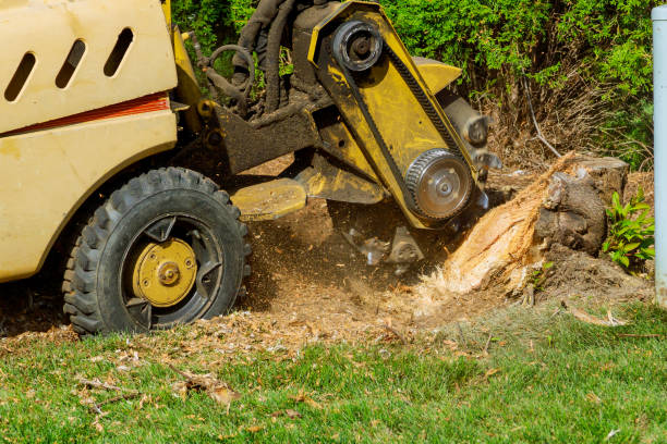 Best Lawn Grading and Leveling  in USA